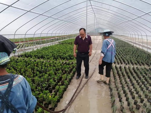 紫云县打饶村 建成 百花园 增收有来源