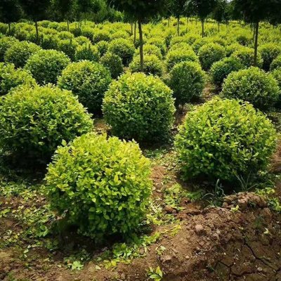 金叶女贞球移植苗 金叶女贞球容器苗 园林绿化庭院球形植物