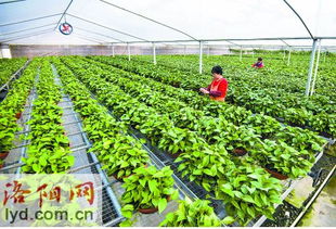 洛阳兰卉农业开发有限公司 绿萝基地 中原最大